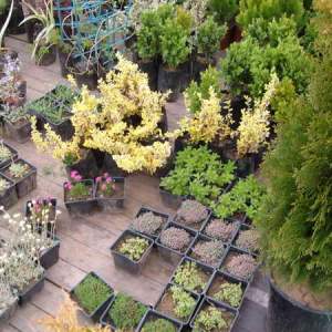 Cveće (perene trajnice)