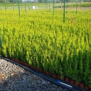 Izrada zalivnih sistema